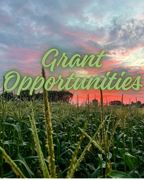 corn tassles with Grant Opportunities written in clouds
