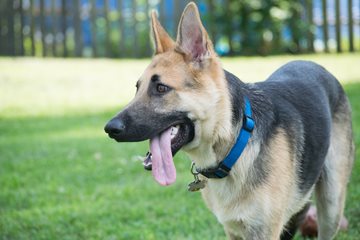 Dog Licenses Image of a german shepard