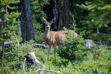 Hunting License Image of a deer in the woods