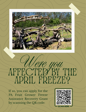 Picture of freeze affected fruit trees with qr code